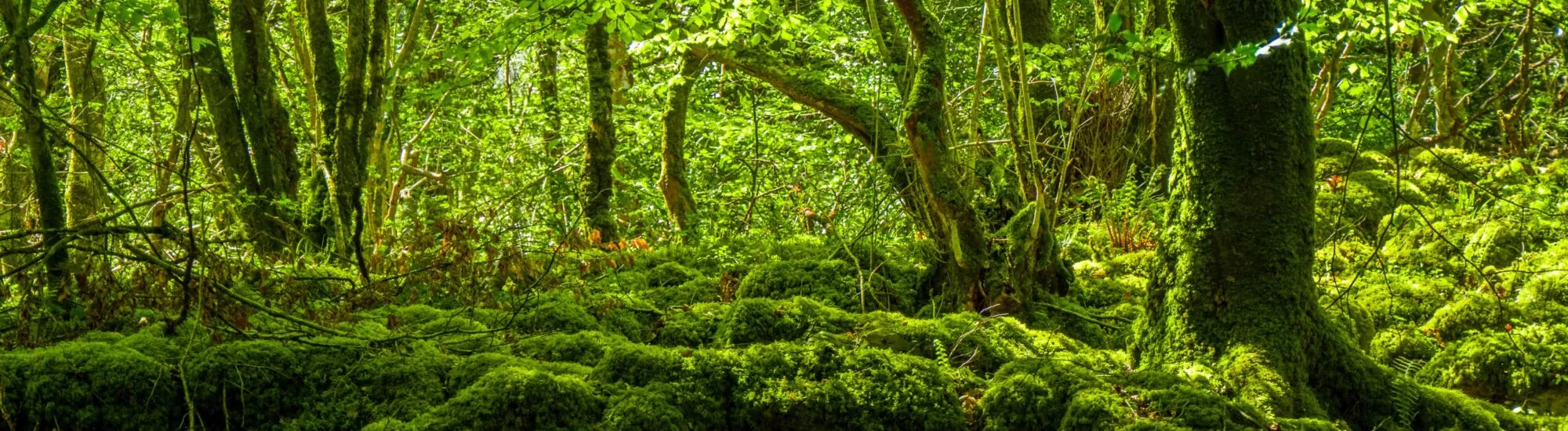 Mossy Woods Nature Trail