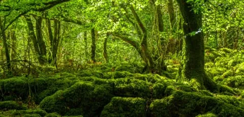 mossy woods
