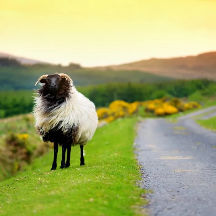 Ein Schaf in Irland - © MNStudio