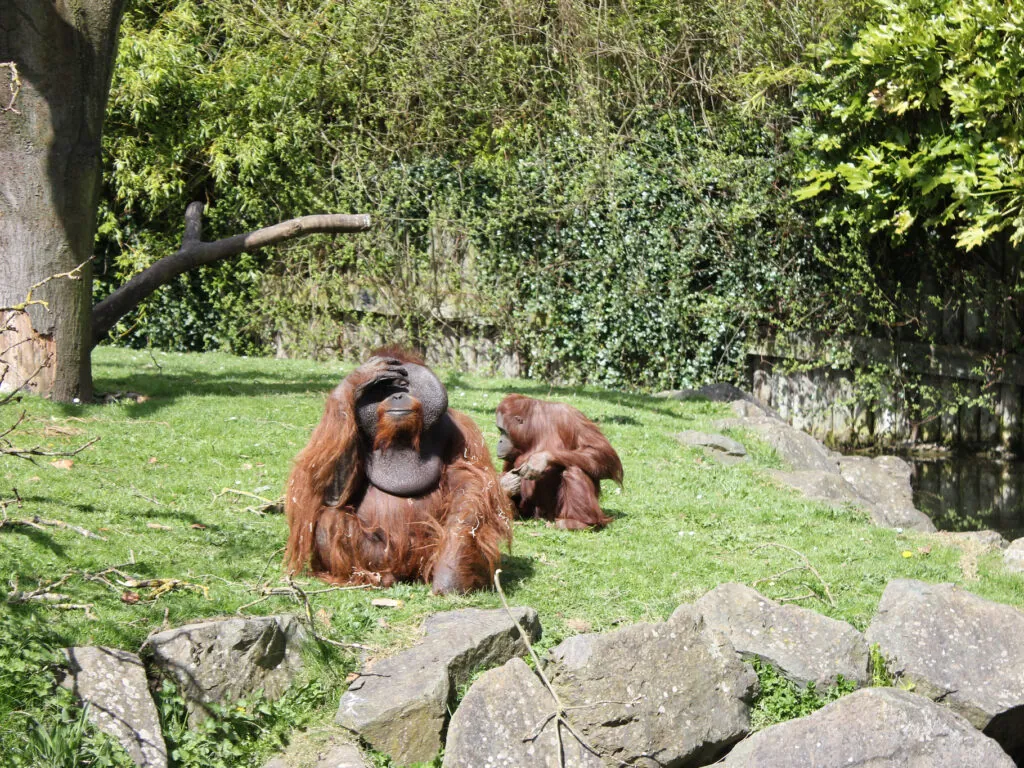 Der Dublin Zoo - Rennings - cc