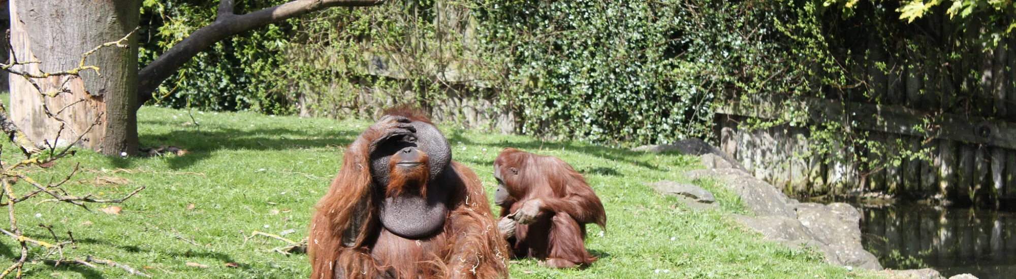Der Dublin Zoo