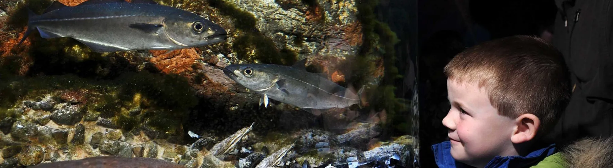 Riverwatch Aquarium