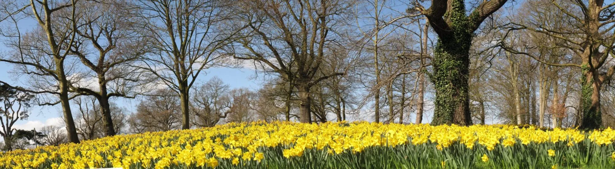 Barnett Demesne