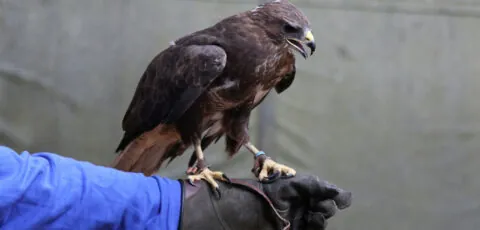 aigle
