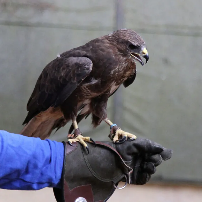 aigle