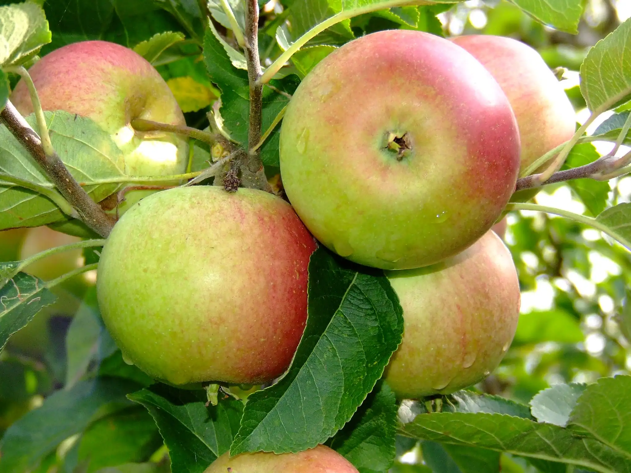 Armagh Cider Company