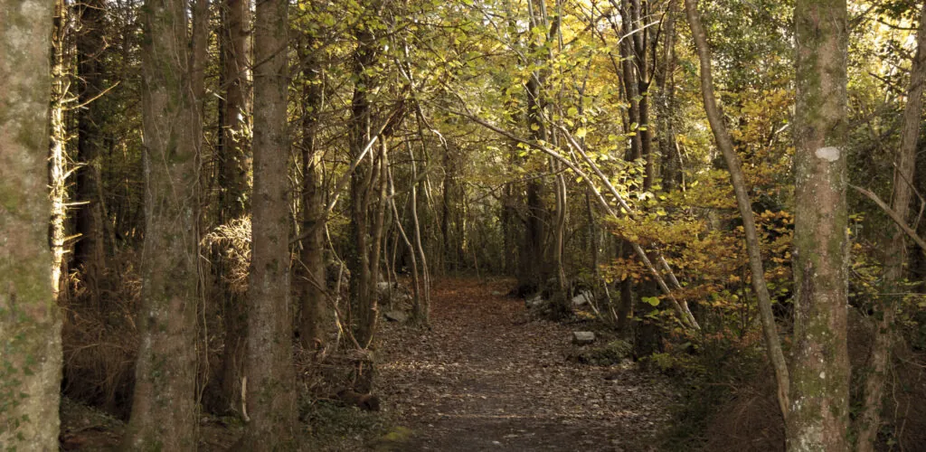 merlin woods park
