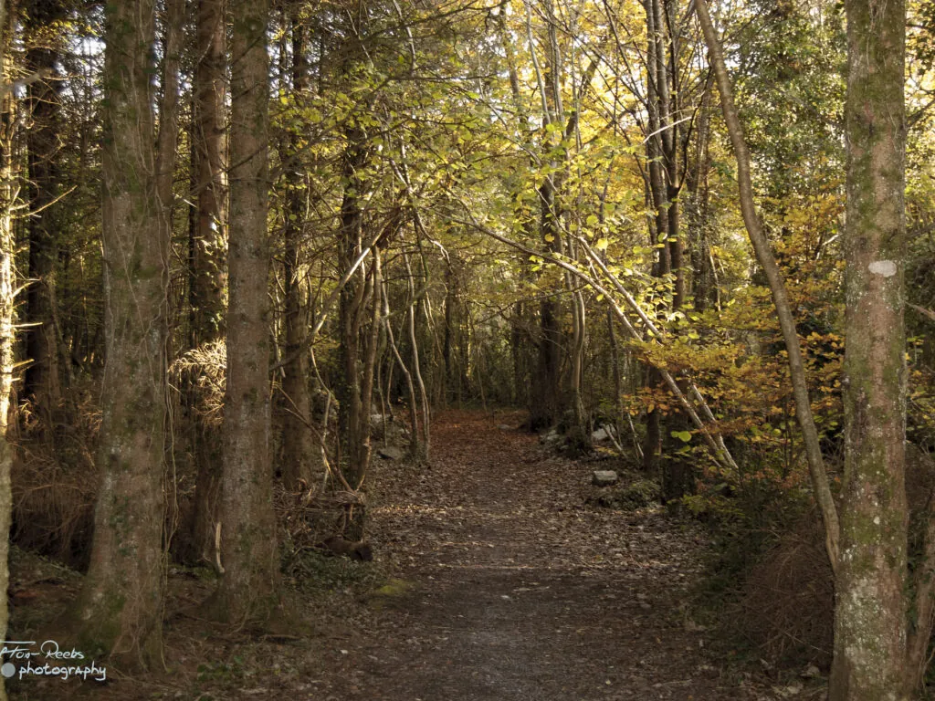 Merlin Woods Park - Paul Fox-Reeks - cc