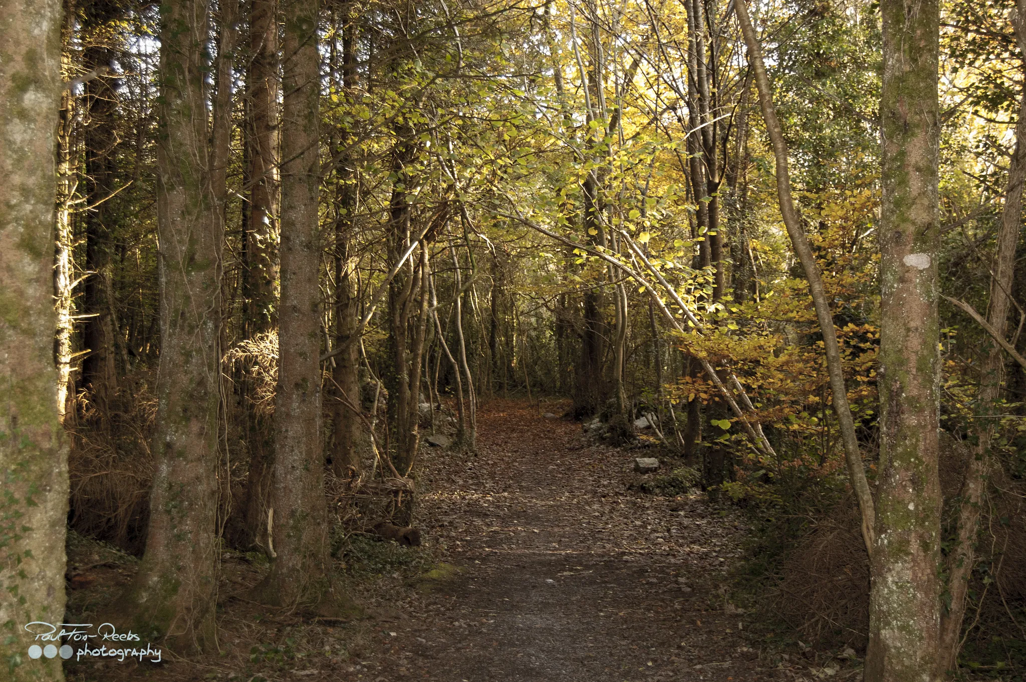 Merlin Woods Park - Paul Fox-Reeks - cc