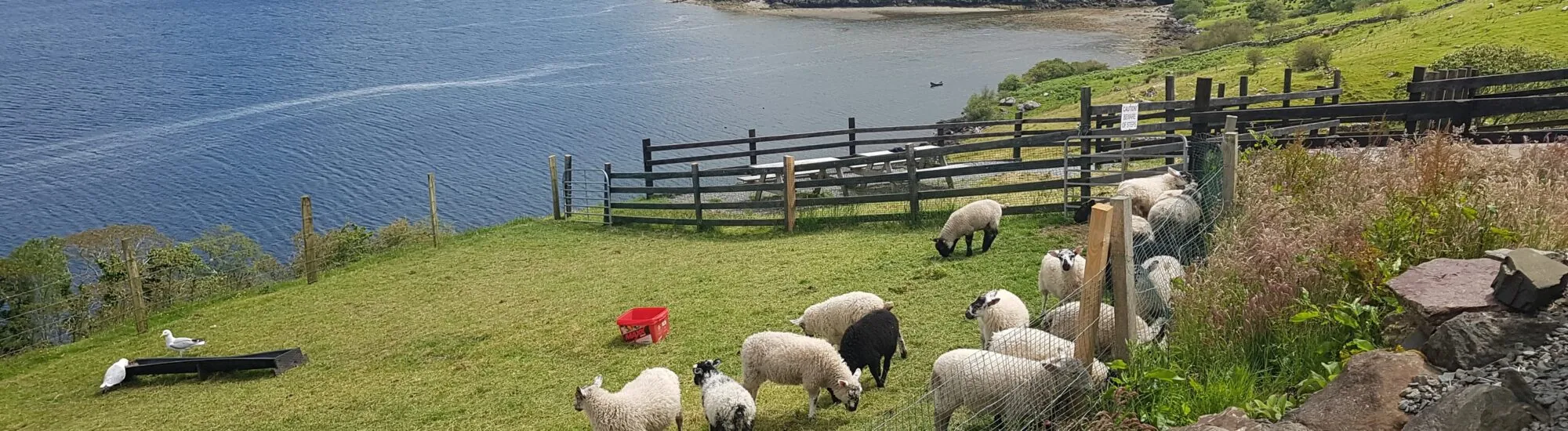 Die Killary Sheep Farm