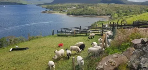 killary sheep farm 1