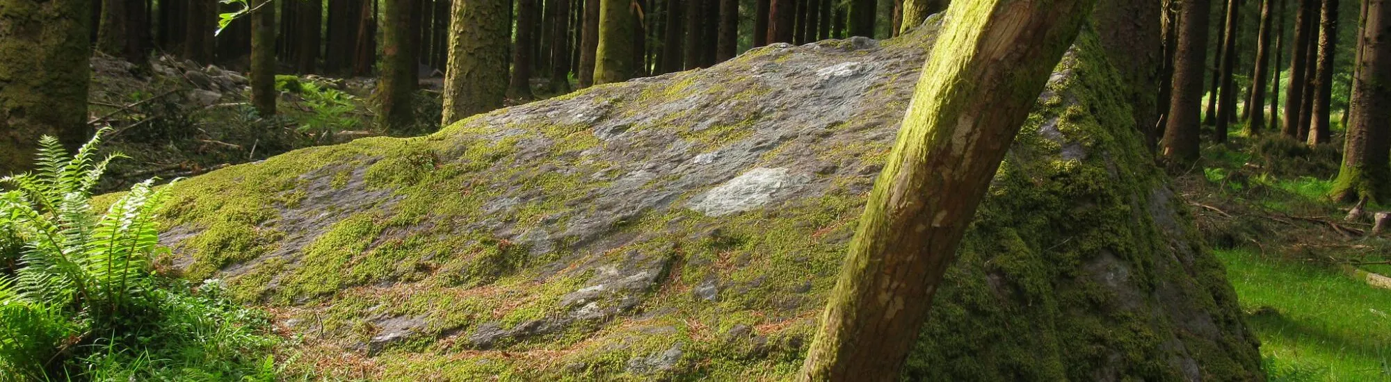 Der Gougane Barra Forest Park