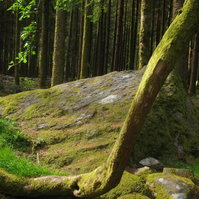 Der Gougane Barra Forest Park 1 Gougane Barra Forest Park - Tyler Ott - cc