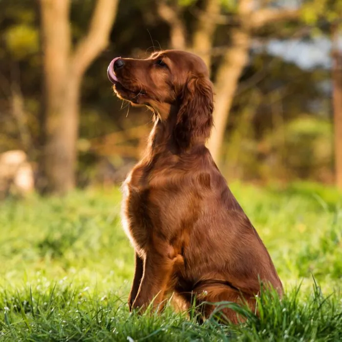 Un setter irlandais - © wip-studio