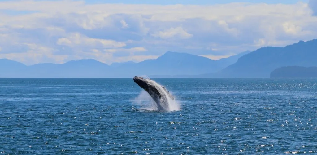 baleine 1 1 scaled