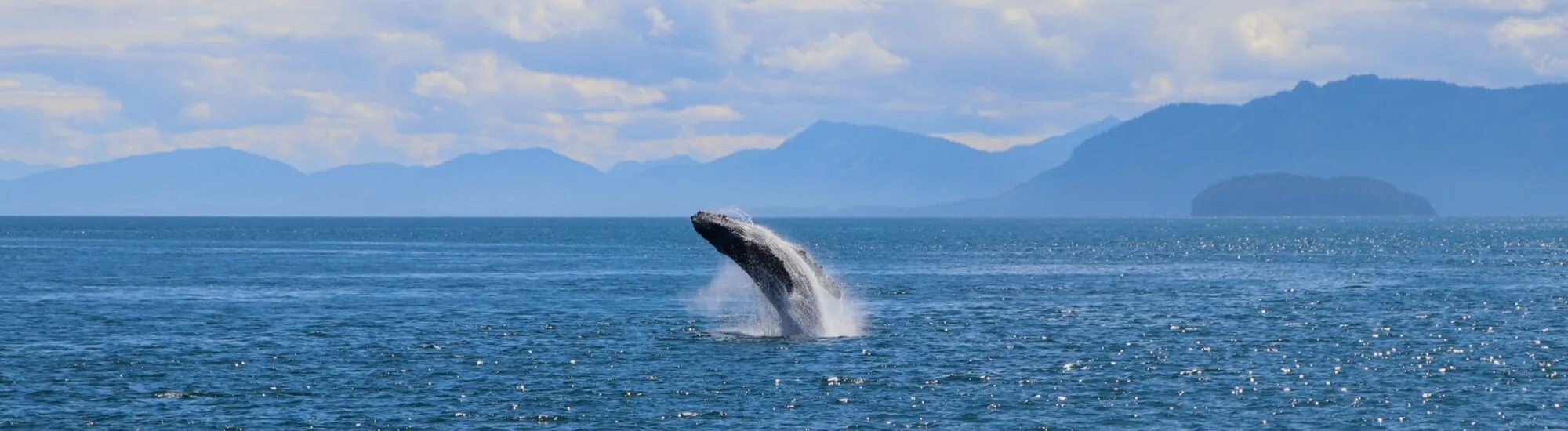 Die Whale Watch Westcork