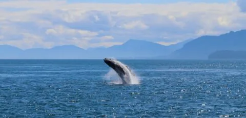 baleine 1 1 scaled