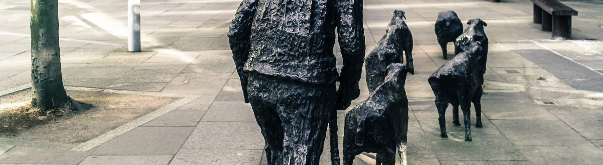 Die Schafe auf der Straße