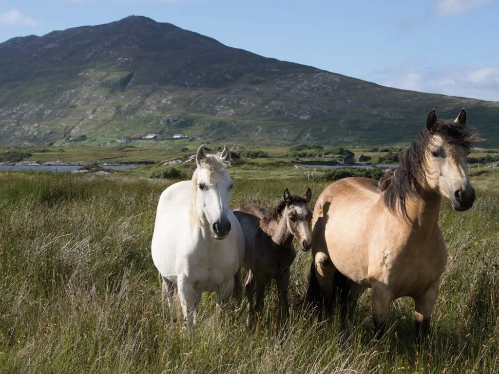 Pferde aus Connemara - Tanya Hart - cc