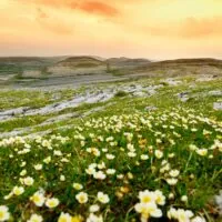 burren