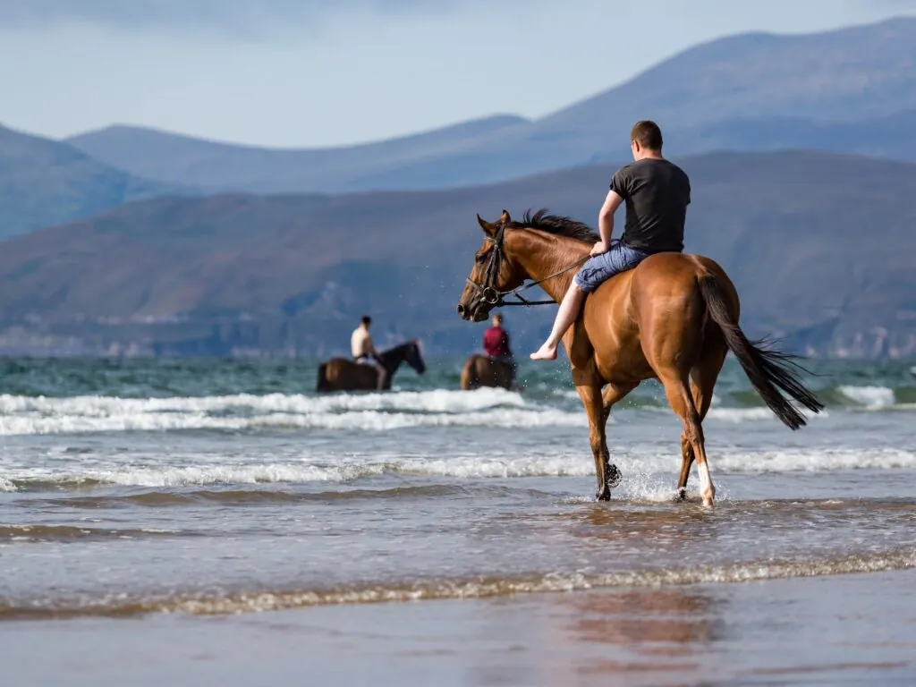 cheval irlande