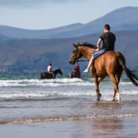 Reiten