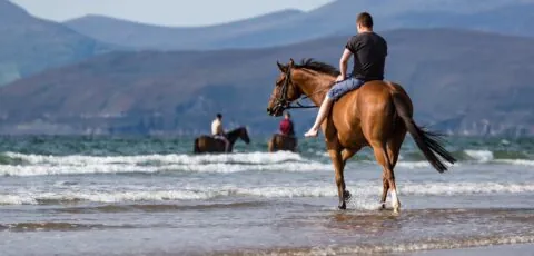 cheval irlande