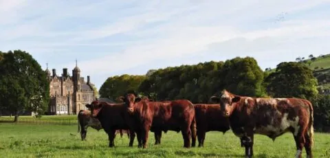 hannan beef