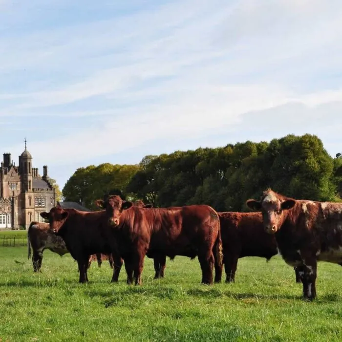 Hannan-Rindfleisch in Glenarm - http://www.hannanmeats.com