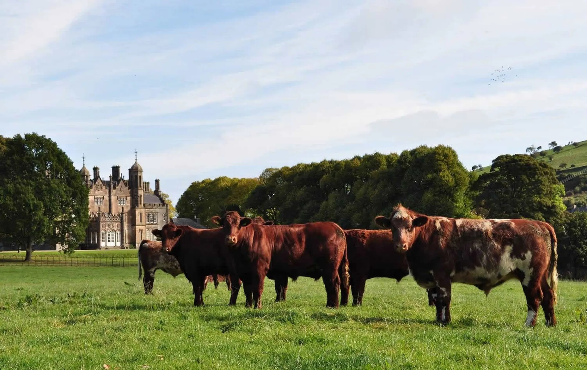 Hannan-Rindfleisch in Glenarm - http://www.hannanmeats.com