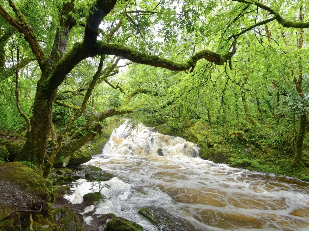 glengarriff woods nature reserve