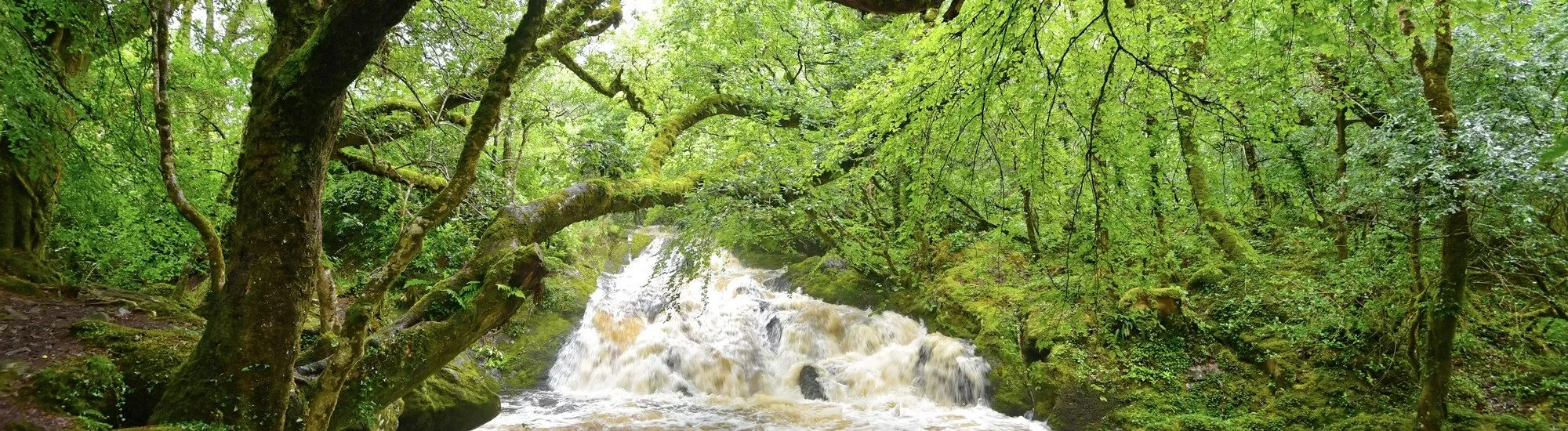 Glengarriff Woods Nature Reserve
