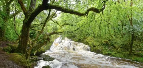 glengarriff woods nature reserve