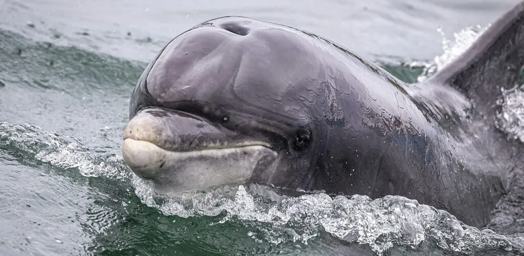 Fungies DNA enthüllt ein neues Geheimnis über Dingles berühmten Delfin