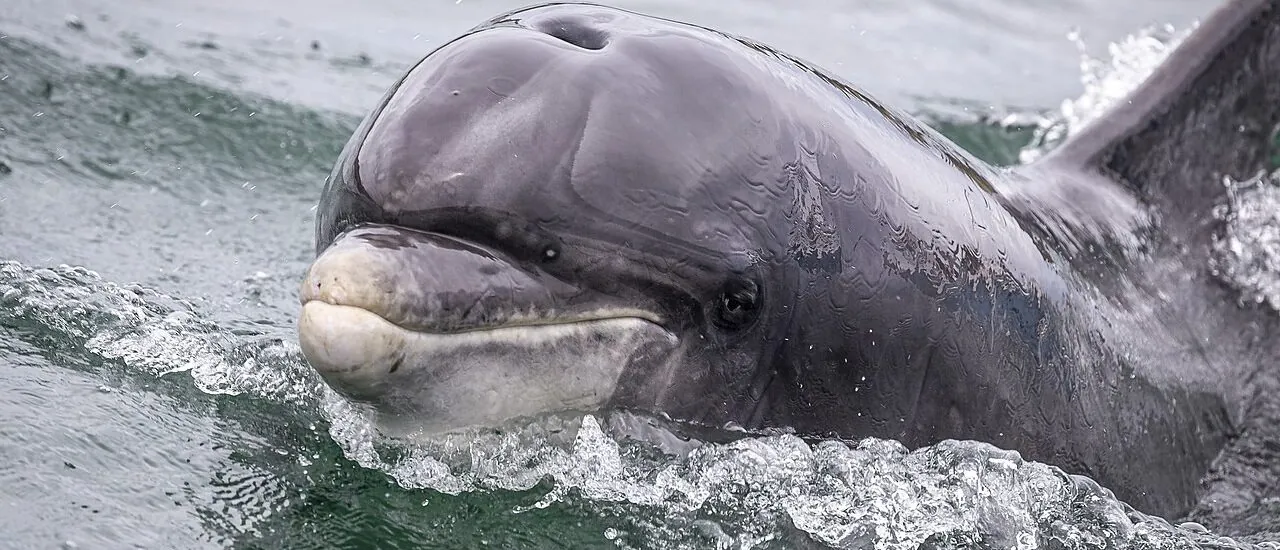 Der Delfin Fungie