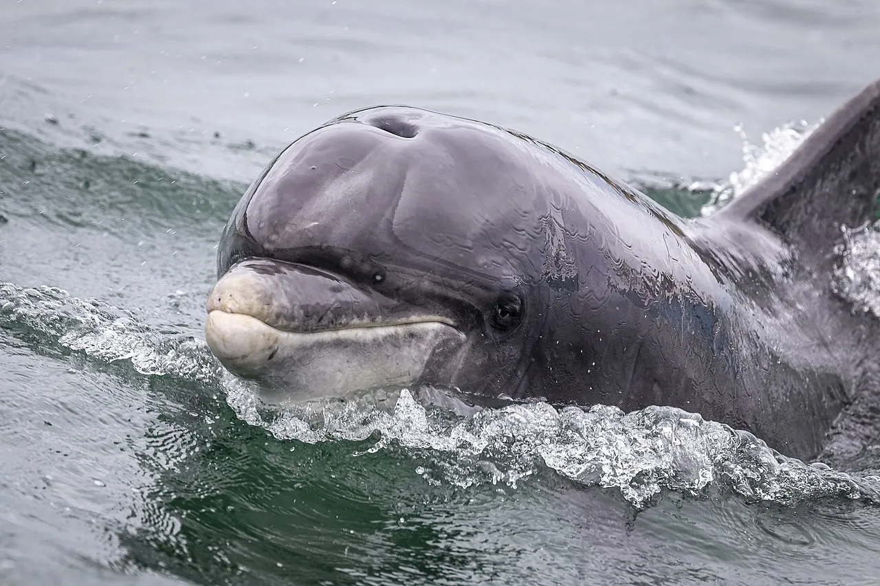 Fungie le dauphin de Dingle - Superbass - cc