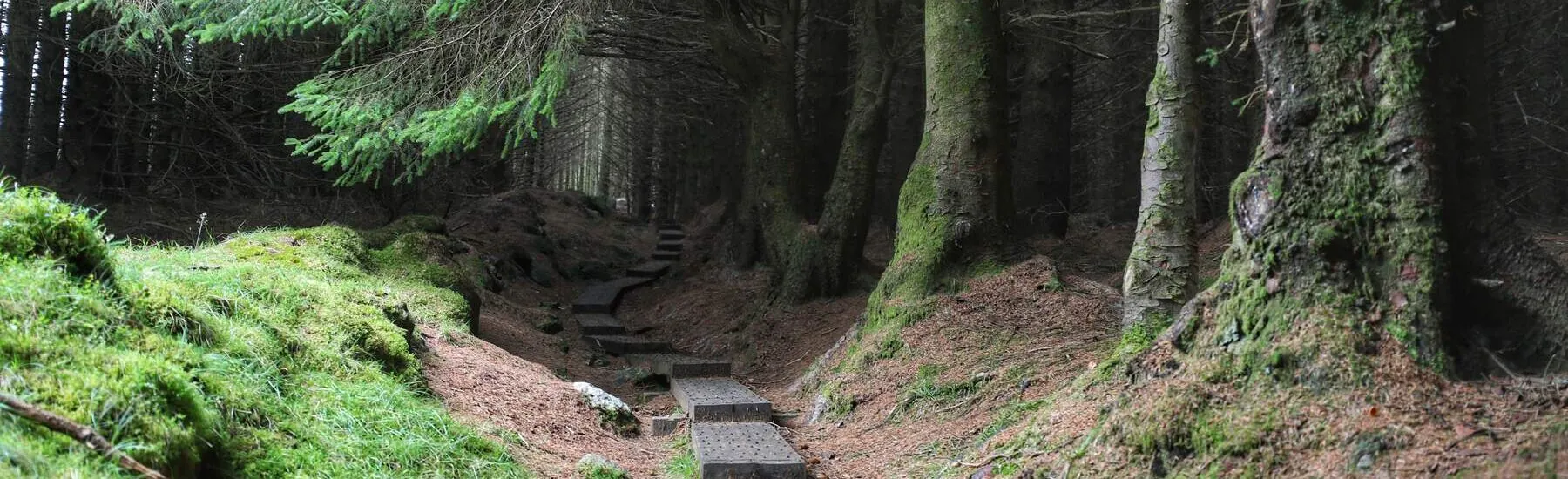 Ballinastoe Wald