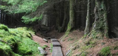 ballinastoe woods 1