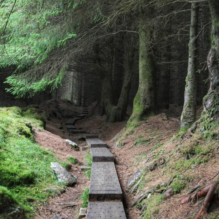 Ballinastoe Woods - ©Chaosheng Zhang