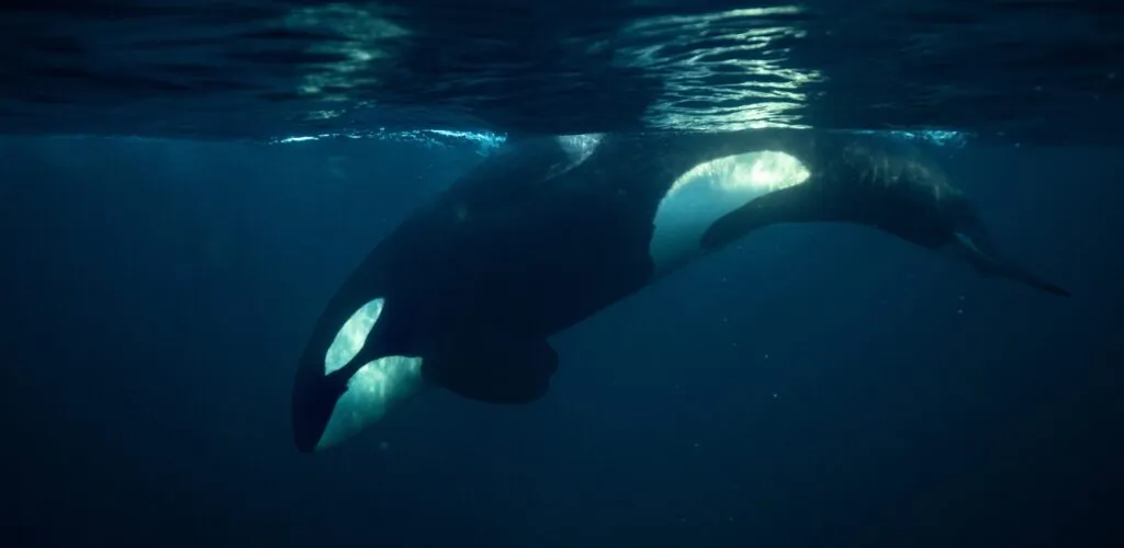 Zwei legendäre Orcas in der Bucht von Donegal gesichtet