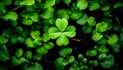 Woher stammt der Ausdruck "Kiss me I'm irish!"? 1 Woher kommt der Ausdruck