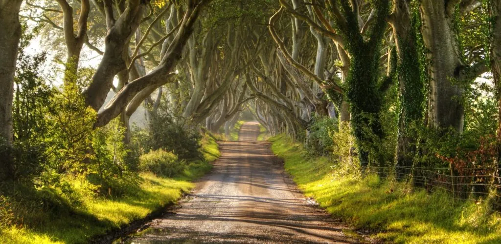 Dark Hedges: die Game of Thrones-Allee in Gefahr