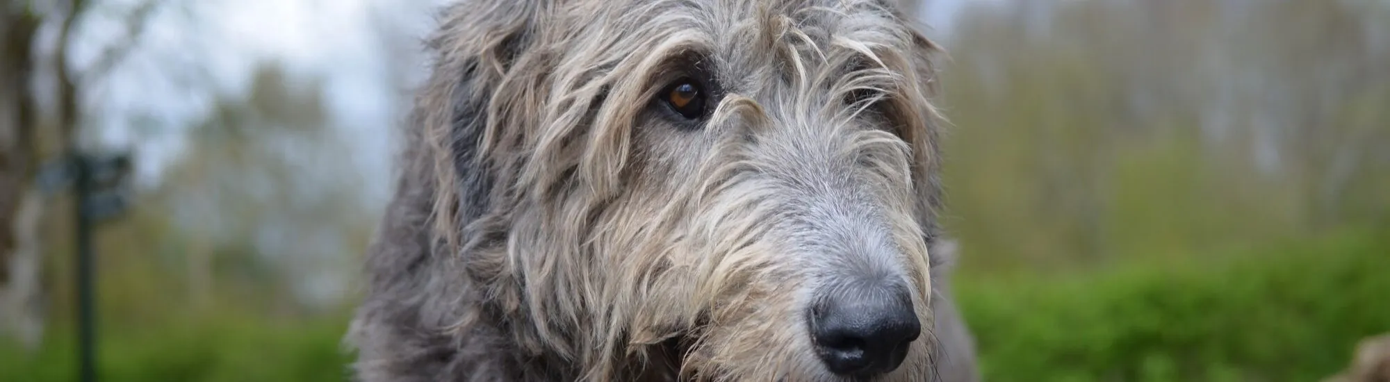 Der Irish Wolfhound