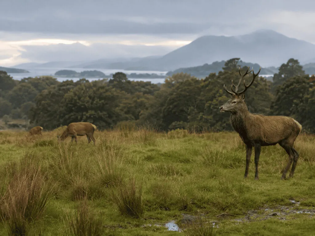 cerf killarney