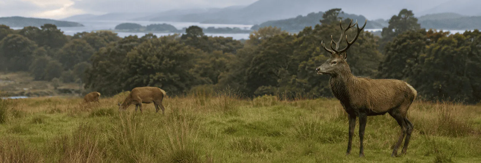 Wo lassen sich in Killarney Hirsche beobachten?