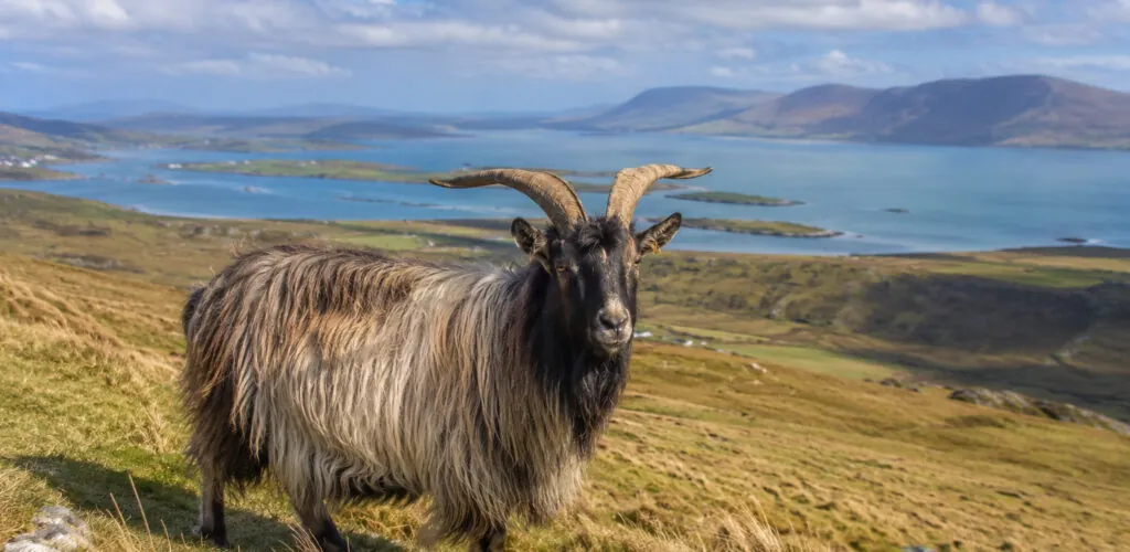 Die Alte Irische Ziege: Diese Rasse versucht Irland vor dem Aussterben zu retten