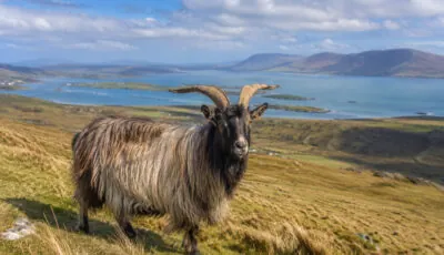 Une chèvre irlandaise - Go to Ireland.com