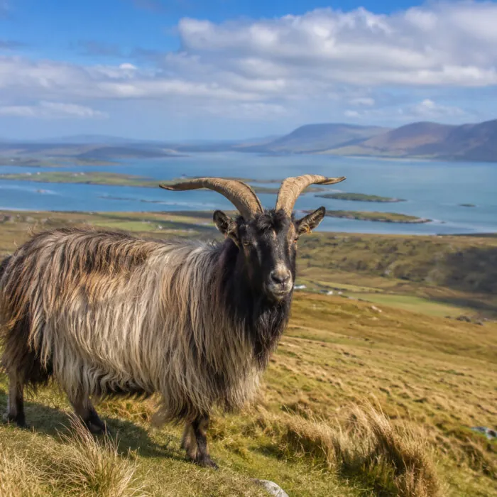 Une chèvre irlandaise - Go to Ireland.com