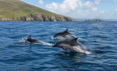 Des dauphins en Irlande - Go to Ireland.com