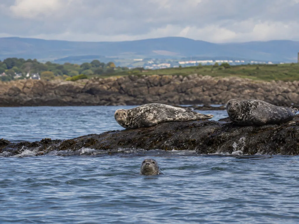 phoques dalkey island